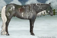 Horse Color:White Spotted Liver Chestnut Sabino Rabicano  and White Spotted Liver Chestnut Sabino Rabicano