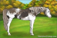 Horse Color:White Spotted Liver Chestnut Rabicano and White Spotted Chocolate Palomino Sabino Rabicano