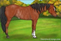 Horse Color:Bay Roan Sabino Rabicano  and Bay Roan Sabino Rabicano 