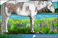 Horse Color:White Spotted Liver Chestnut Ice Mushroom Rabicano  and White Spotted Liver Chestnut Ice Mushroom Rabicano 