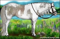 Horse Color:White Spotted Liver Chestnut Ice Rabicano and White Spotted Liver Chestnut Ice Rabicano