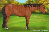 Horse Color:Bay Sabino Rabicano  Brindle