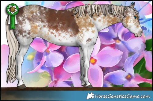 Horse Color:White Spotted Liver Chestnut Mushroom Splash  and Chocolate Palomino Mushroom Sabino Splash 