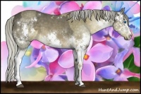 Horse Color:White Spotted Liver Chestnut Splash  and Chocolate Palomino Sabino Splash 