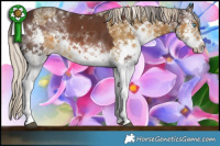 Horse Color:White Spotted Liver Chestnut Mushroom Splash and Chocolate Palomino Mushroom Sabino Splash