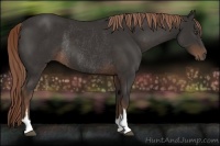 Horse Color:Liver Chestnut Sabino Rabicano  and Liver Chestnut Sabino Rabicano 
