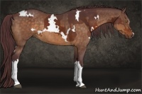 Horse Color:White Spotted Chocolate Bay  and Chocolate Buckskin Rabicano 