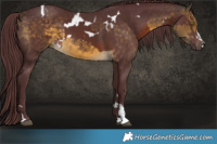 Horse Color:White Spotted Chocolate Brown and Chocolate Buckskin Rabicano