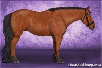 Horse Color:Bay Sabino Rabicano  Brindle