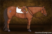 Horse Color:Bay Sabino Rabicano  Brindle