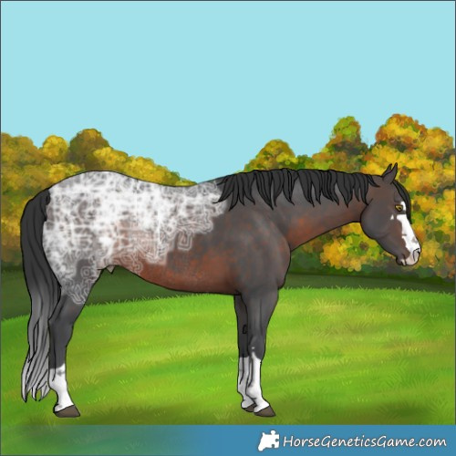 Horse Color:Brown Ice Rabicano  Brindle