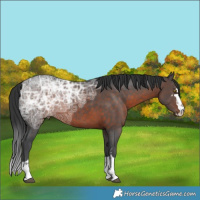 Horse Color:Brown Ice Rabicano  Brindle