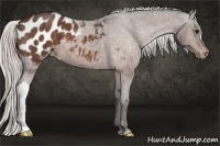 Horse Color:Silver Brown Roan Blanket 