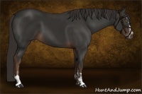 Horse Color:Liver Chestnut Sabino  and Liver Chestnut Sabino 