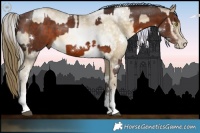 Horse Color:White Spotted Silver Brown Sabino Rabicano  and White Spotted Buckskin Pearl Sabino 