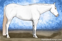 Horse Color:Gold Champagne Varnish