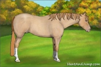 Horse Color:Gold Champagne Roan 