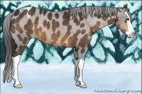 Horse Color:Bay Splash Appaloosa 