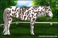 Horse Color:Liver Chestnut Splash Appaloosa Rabicano