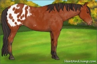 Horse Color:Bay Appaloosa 