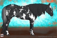 Horse Color:White Spotted Black