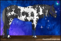 Horse Color:White Spotted Black