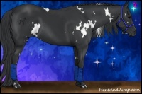 Horse Color:White Spotted Black 