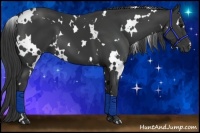 Horse Color:White Spotted Black