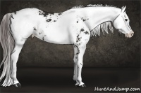 Horse Color:Liver Chestnut Sabino 