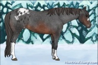 Horse Color:Brown Appaloosa 