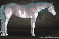 Horse Color:Watercolor Buckskin Splash 