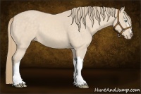 Horse Color:Perlino 