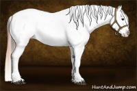Horse Color:White Spotted Buckskin Frame Appaloosa