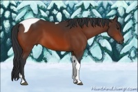 Horse Color:Bay Tobiano 