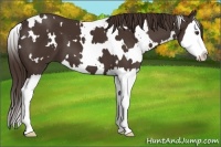 Horse Color:White Spotted Liver Chestnut Splash 
