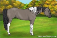 Horse Color:Grullo Tobiano 