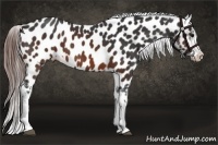 Horse Color:Brown Appaloosa