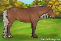 Horse Color:Silver Bay Sabino