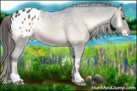 Horse Color:Brown Onyx Appaloosa 