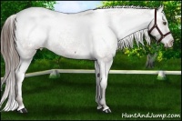 Horse Color:Liver Chestnut Appaloosa