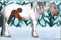Horse Color:Brown Tobiano 