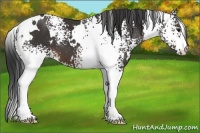 Horse Color:White Spotted Buckskin