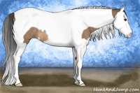 Horse Color:Buckskin Splash Tobiano Rabicano
