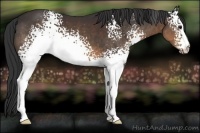 Horse Color:White Spotted Brown 