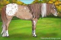 Horse Color:White Spotted Chestnut Splash Appaloosa 