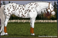 Horse Color:Liver Chestnut Splash Appaloosa 