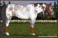 Horse Color:White Spotted Bay 