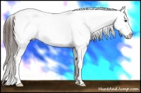Horse Color:White Spotted Liver Chestnut Blanket 