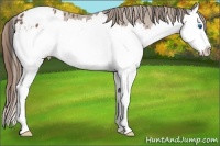 Horse Color:Buckskin Splash Appaloosa 