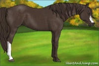 Horse Color:Liver Chestnut 